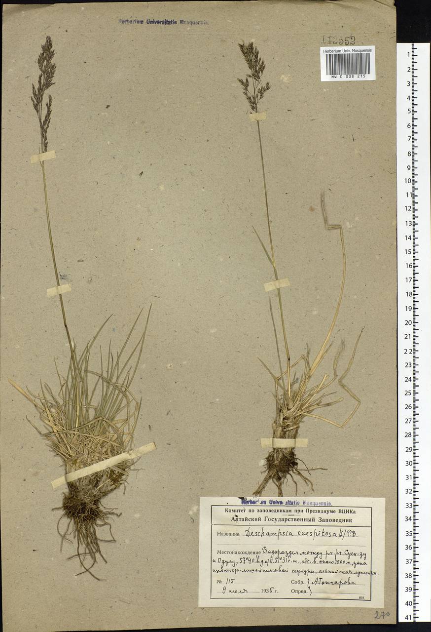 Deschampsia cespitosa (L.) P.Beauv., Siberia, Altai & Sayany Mountains (S2) (Russia)