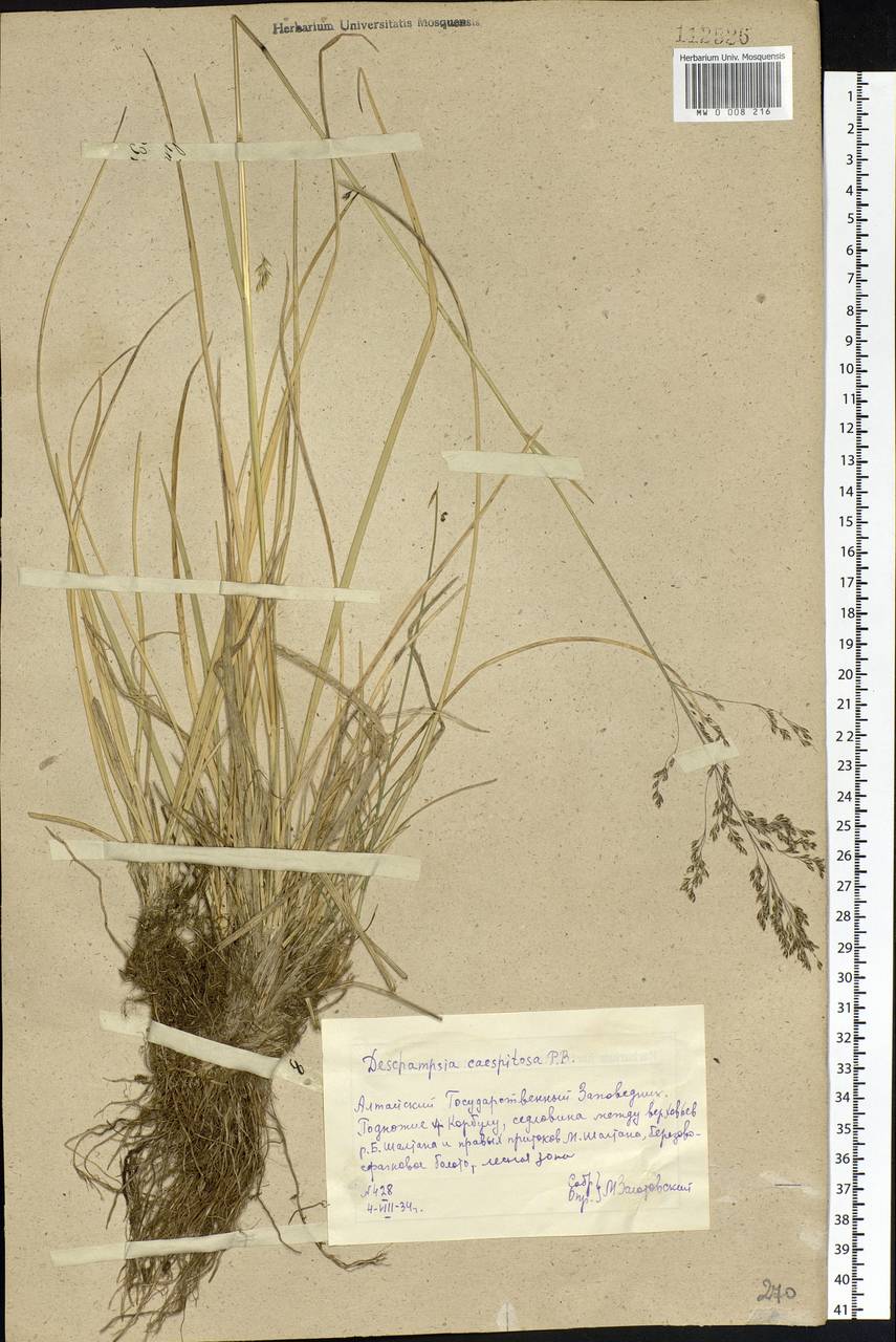 Deschampsia cespitosa (L.) P.Beauv., Siberia, Altai & Sayany Mountains (S2) (Russia)