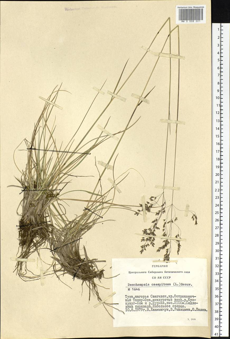 Deschampsia cespitosa (L.) P.Beauv., Siberia, Altai & Sayany Mountains (S2) (Russia)