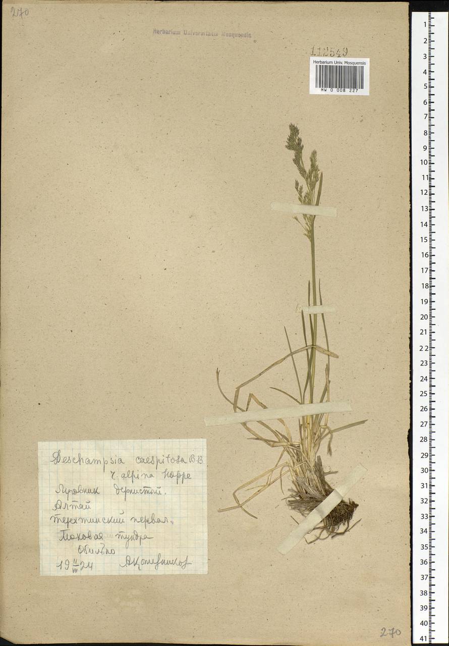 Deschampsia cespitosa (L.) P.Beauv., Siberia, Altai & Sayany Mountains (S2) (Russia)