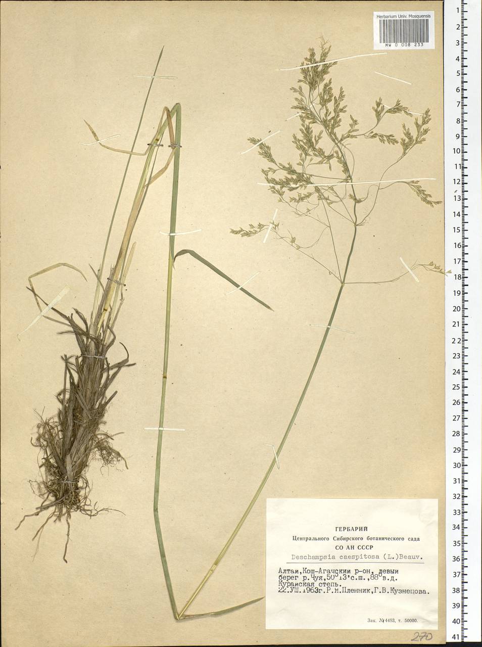 Deschampsia cespitosa (L.) P.Beauv., Siberia, Altai & Sayany Mountains (S2) (Russia)