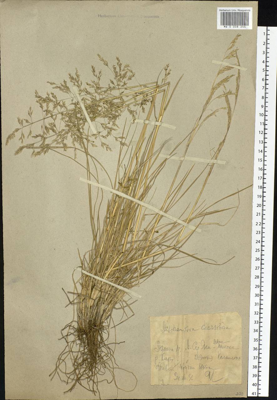 Deschampsia cespitosa (L.) P.Beauv., Eastern Europe, Northern region (E1) (Russia)