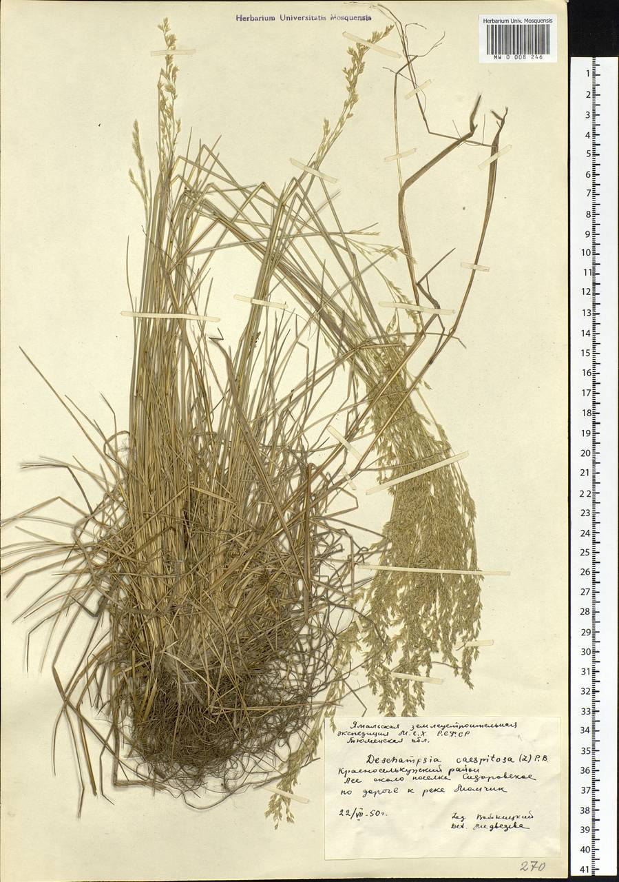 Deschampsia cespitosa (L.) P.Beauv., Siberia, Western Siberia (S1) (Russia)