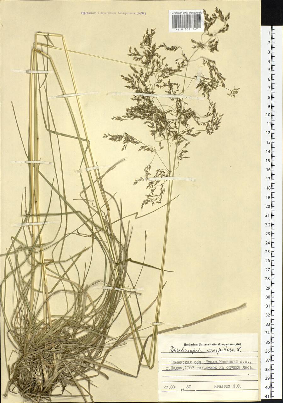 Deschampsia cespitosa (L.) P.Beauv., Siberia, Western Siberia (S1) (Russia)