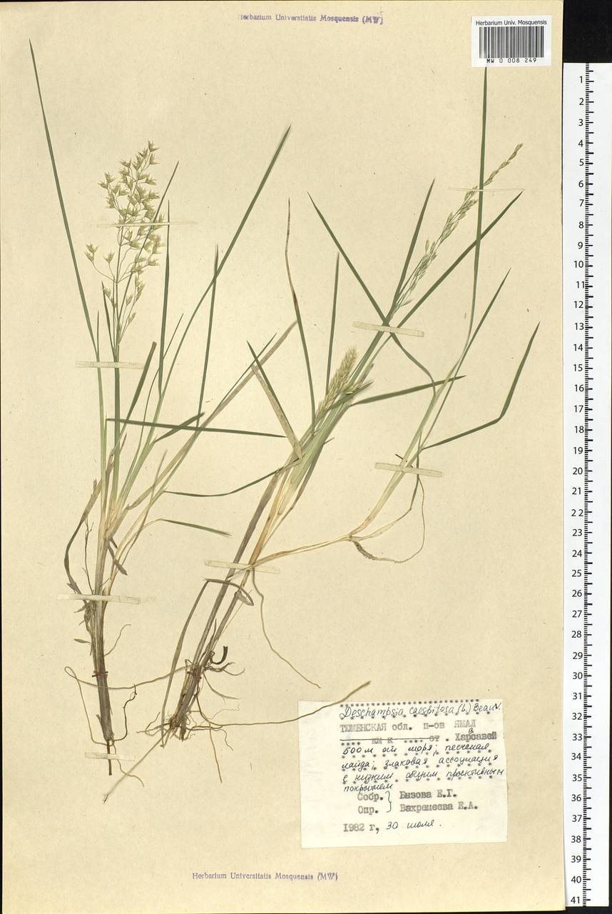Deschampsia cespitosa (L.) P.Beauv., Siberia, Western Siberia (S1) (Russia)