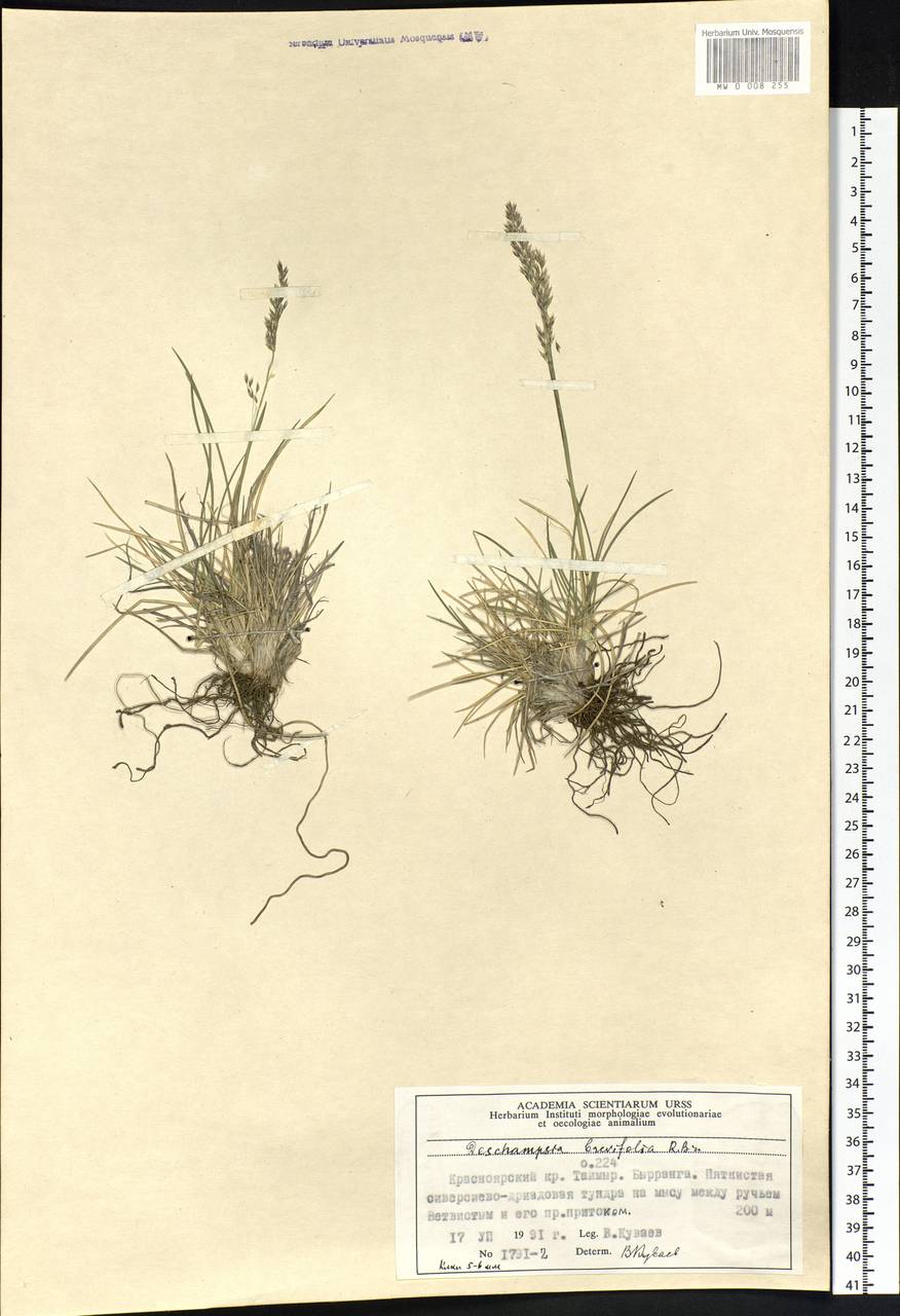 Deschampsia cespitosa subsp. septentrionalis Chiapella, Siberia, Central Siberia (S3) (Russia)