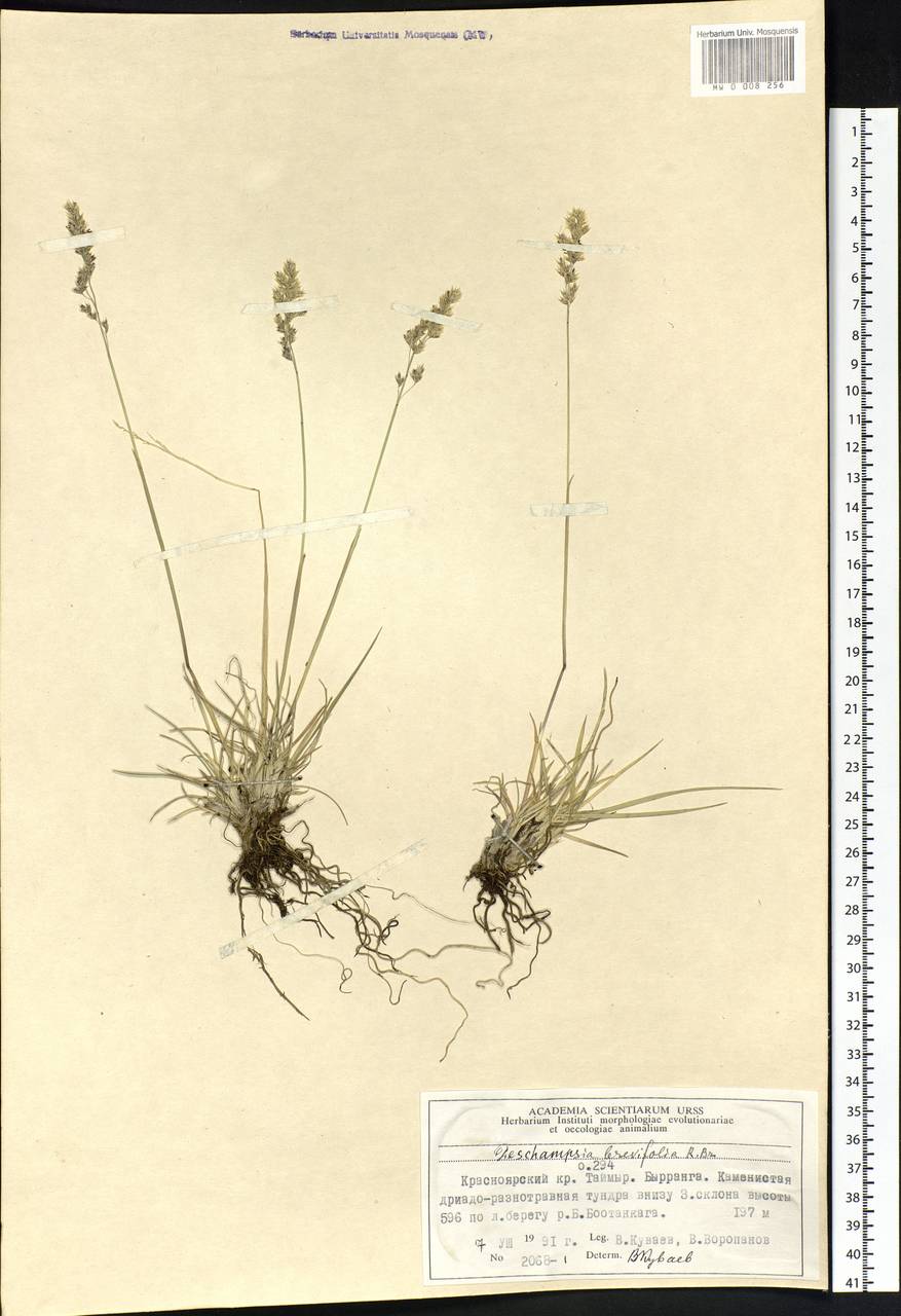 Deschampsia cespitosa subsp. septentrionalis Chiapella, Siberia, Central Siberia (S3) (Russia)