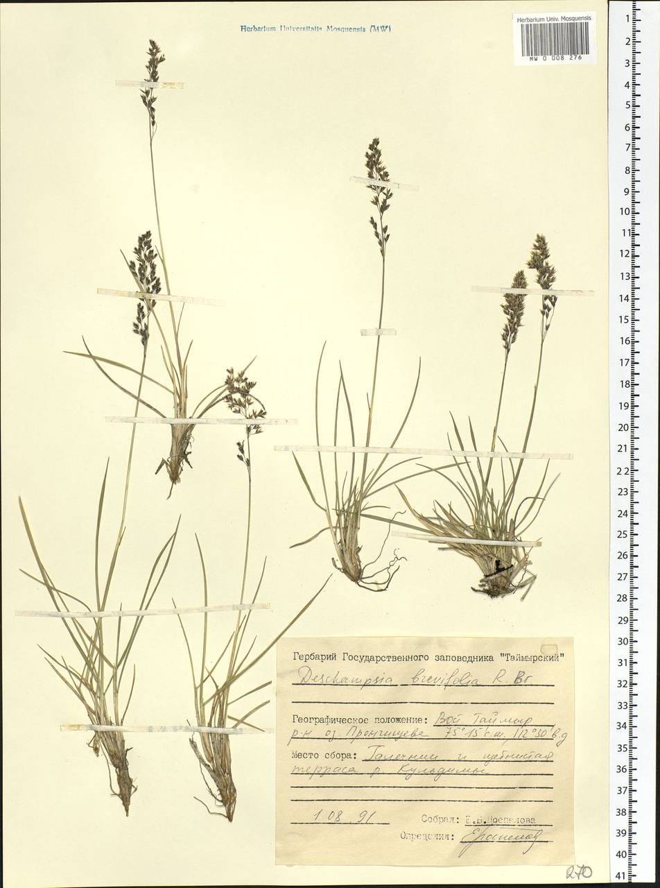Deschampsia cespitosa subsp. septentrionalis Chiapella, Siberia, Central Siberia (S3) (Russia)