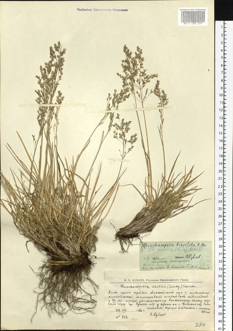 Deschampsia cespitosa subsp. septentrionalis Chiapella, Eastern Europe, Northern region (E1) (Russia)