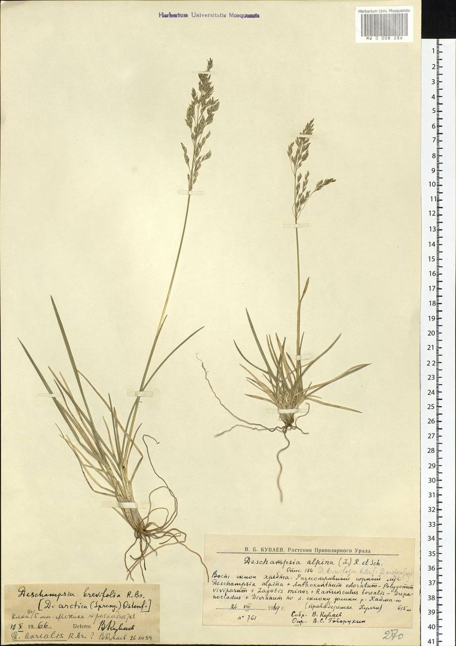 Deschampsia cespitosa subsp. septentrionalis Chiapella, Siberia, Western Siberia (S1) (Russia)