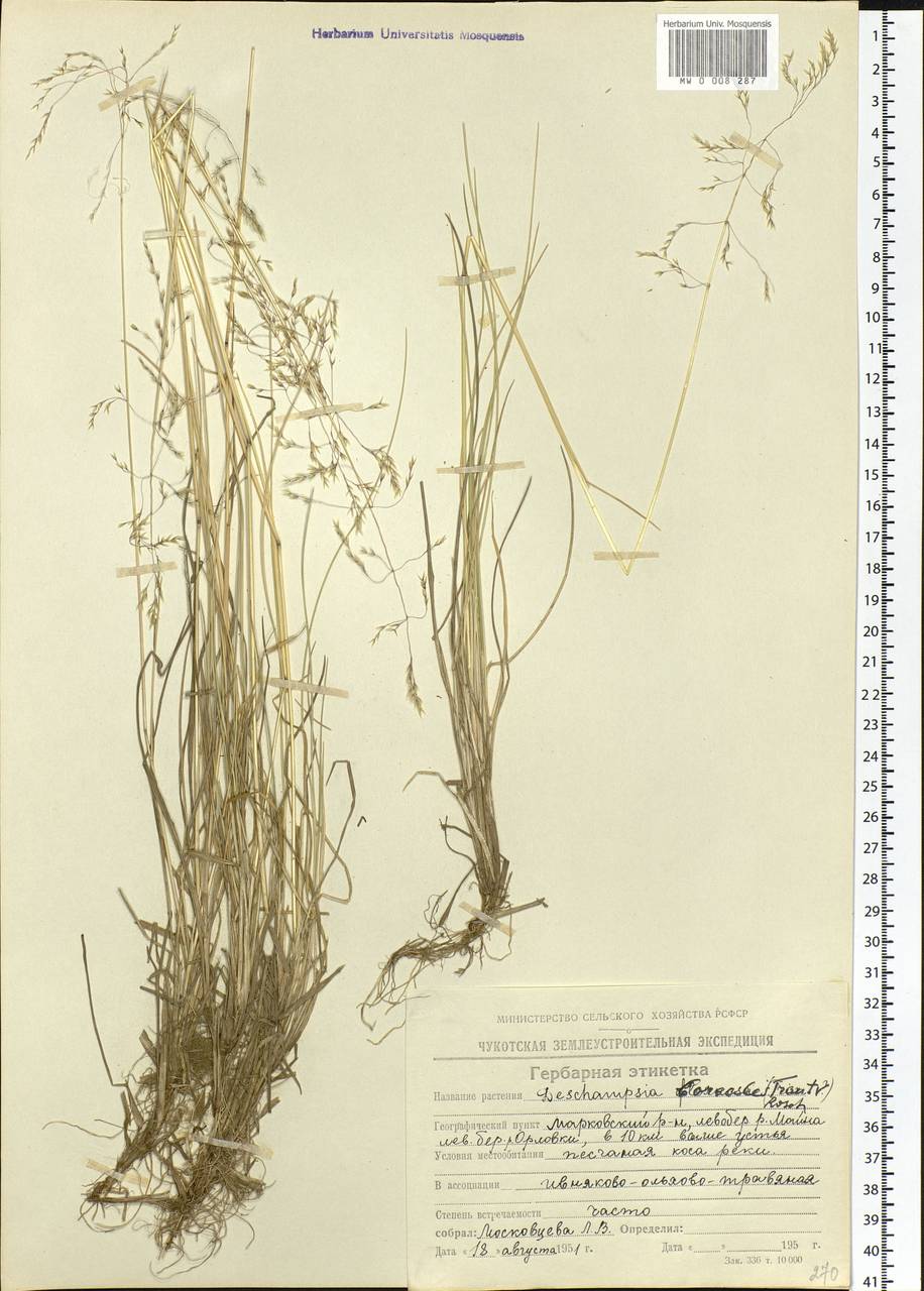 Deschampsia cespitosa subsp. cespitosa, Siberia, Chukotka & Kamchatka (S7) (Russia)
