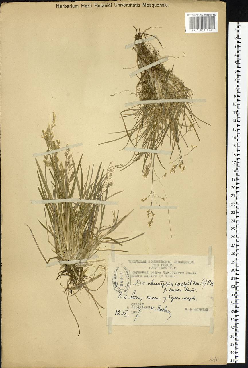 Deschampsia cespitosa subsp. cespitosa, Siberia, Chukotka & Kamchatka (S7) (Russia)