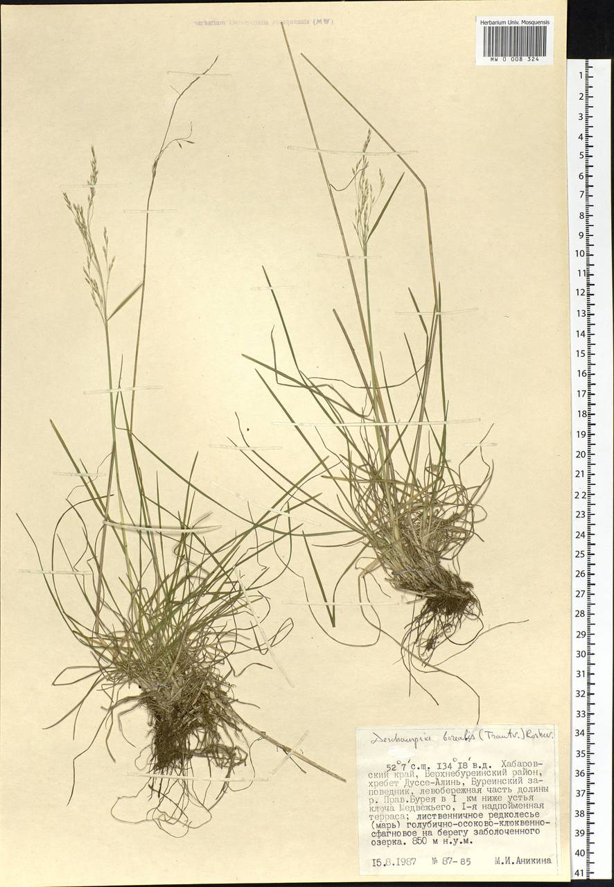 Deschampsia cespitosa subsp. cespitosa, Siberia, Russian Far East (S6) (Russia)