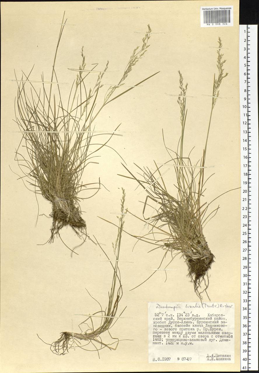 Deschampsia cespitosa subsp. cespitosa, Siberia, Russian Far East (S6) (Russia)