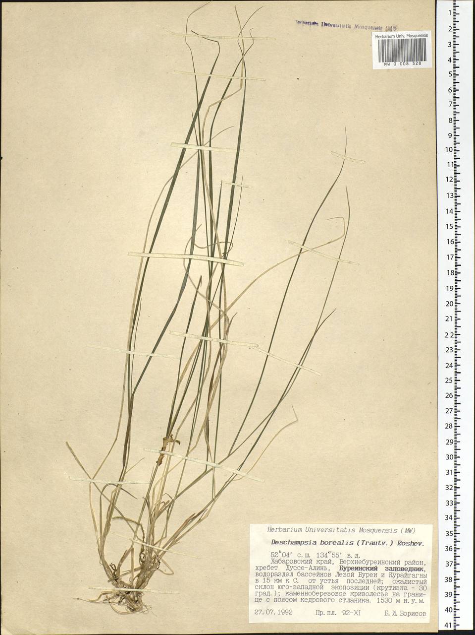 Deschampsia cespitosa subsp. cespitosa, Siberia, Russian Far East (S6) (Russia)