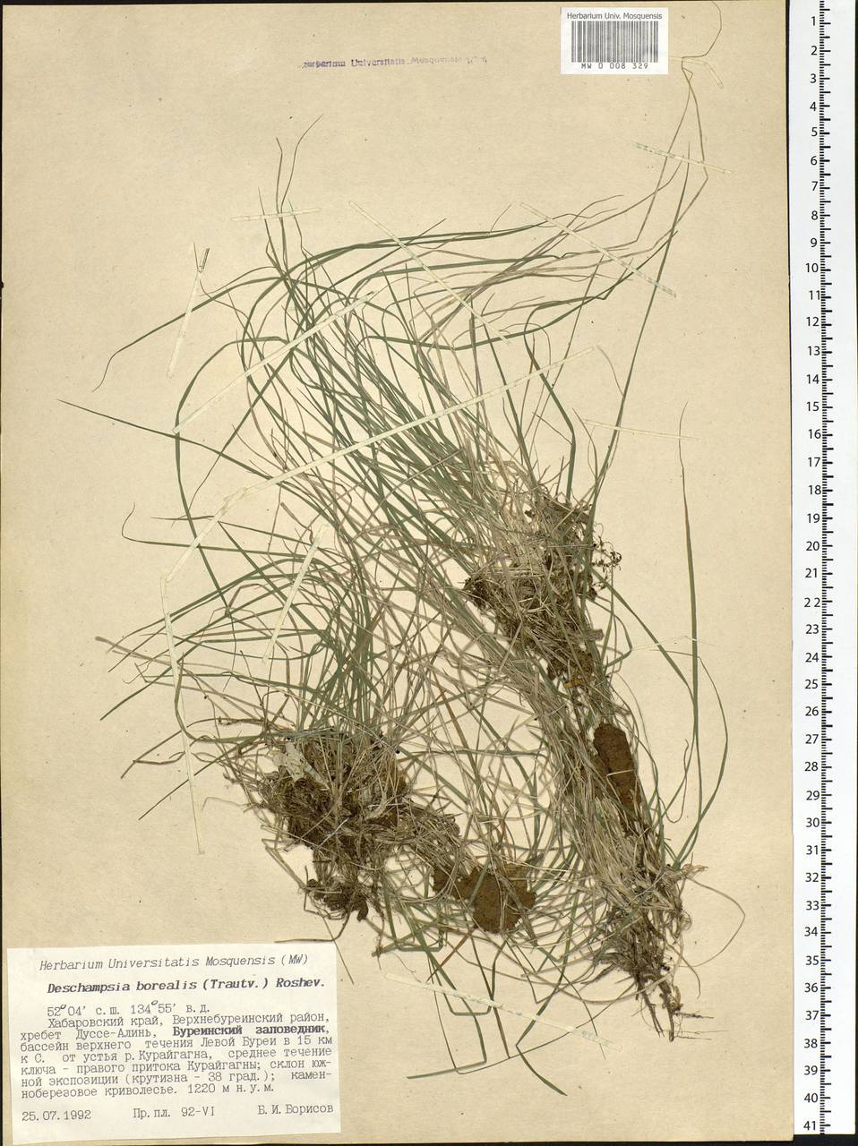 Deschampsia cespitosa subsp. cespitosa, Siberia, Russian Far East (S6) (Russia)