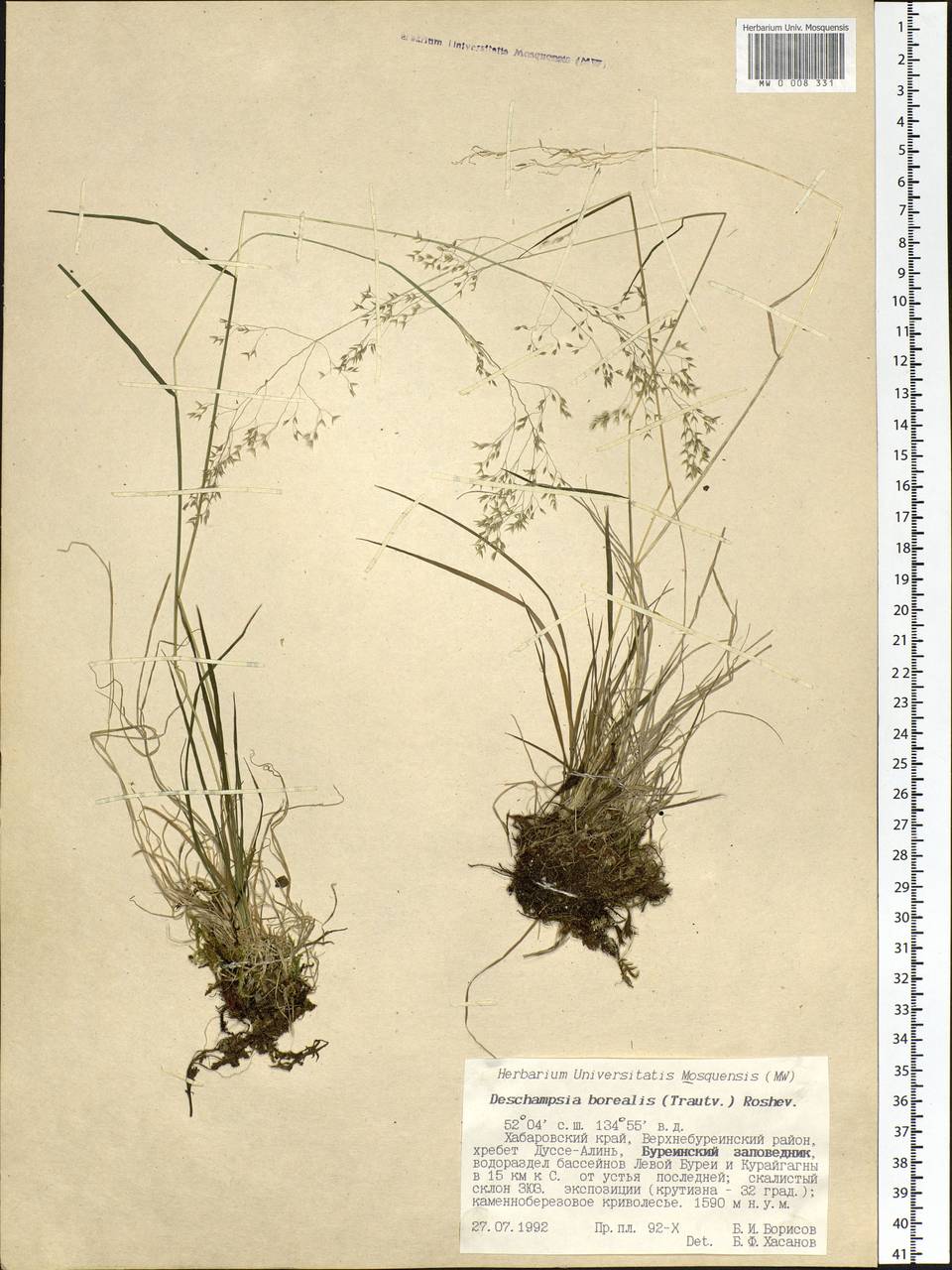 Deschampsia cespitosa subsp. cespitosa, Siberia, Russian Far East (S6) (Russia)