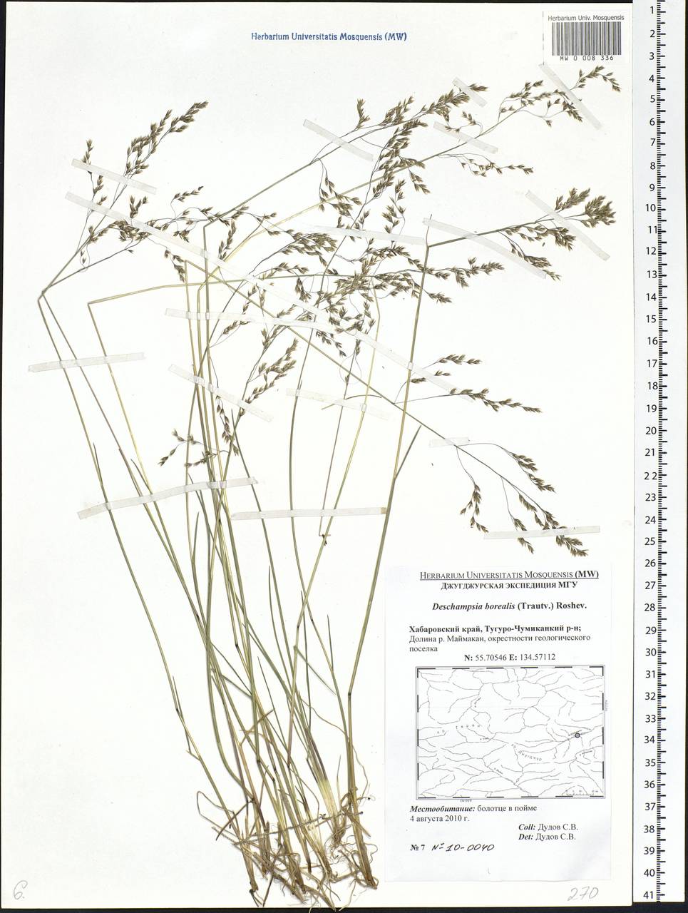 Deschampsia cespitosa subsp. cespitosa, Siberia, Russian Far East (S6) (Russia)