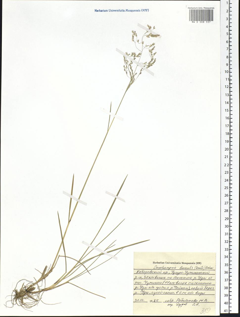 Deschampsia cespitosa subsp. cespitosa, Siberia, Russian Far East (S6) (Russia)