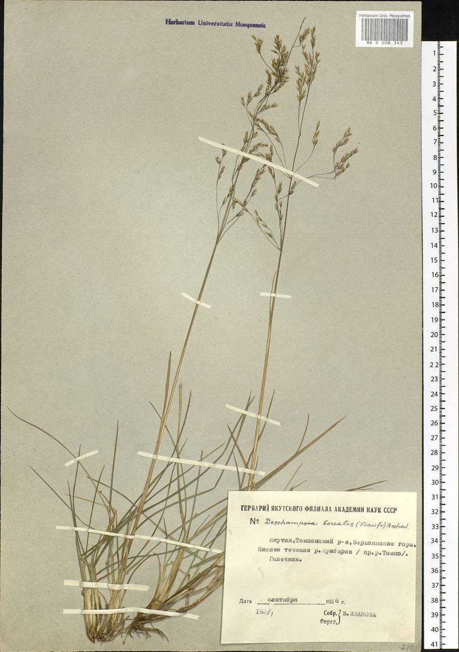 Deschampsia cespitosa subsp. cespitosa, Siberia, Yakutia (S5) (Russia)