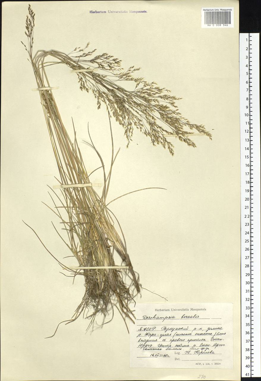 Deschampsia cespitosa subsp. cespitosa, Siberia, Yakutia (S5) (Russia)