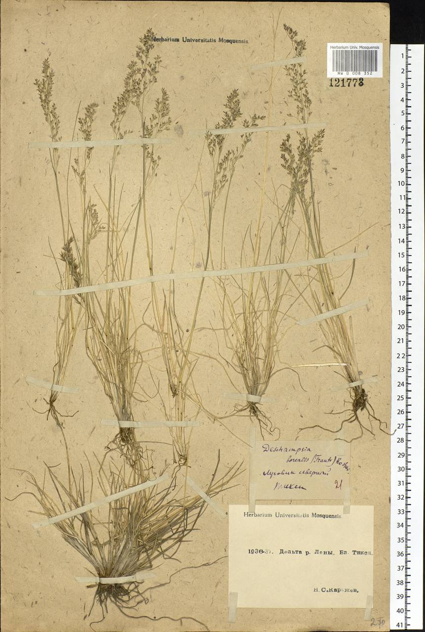 Deschampsia cespitosa subsp. cespitosa, Siberia, Yakutia (S5) (Russia)