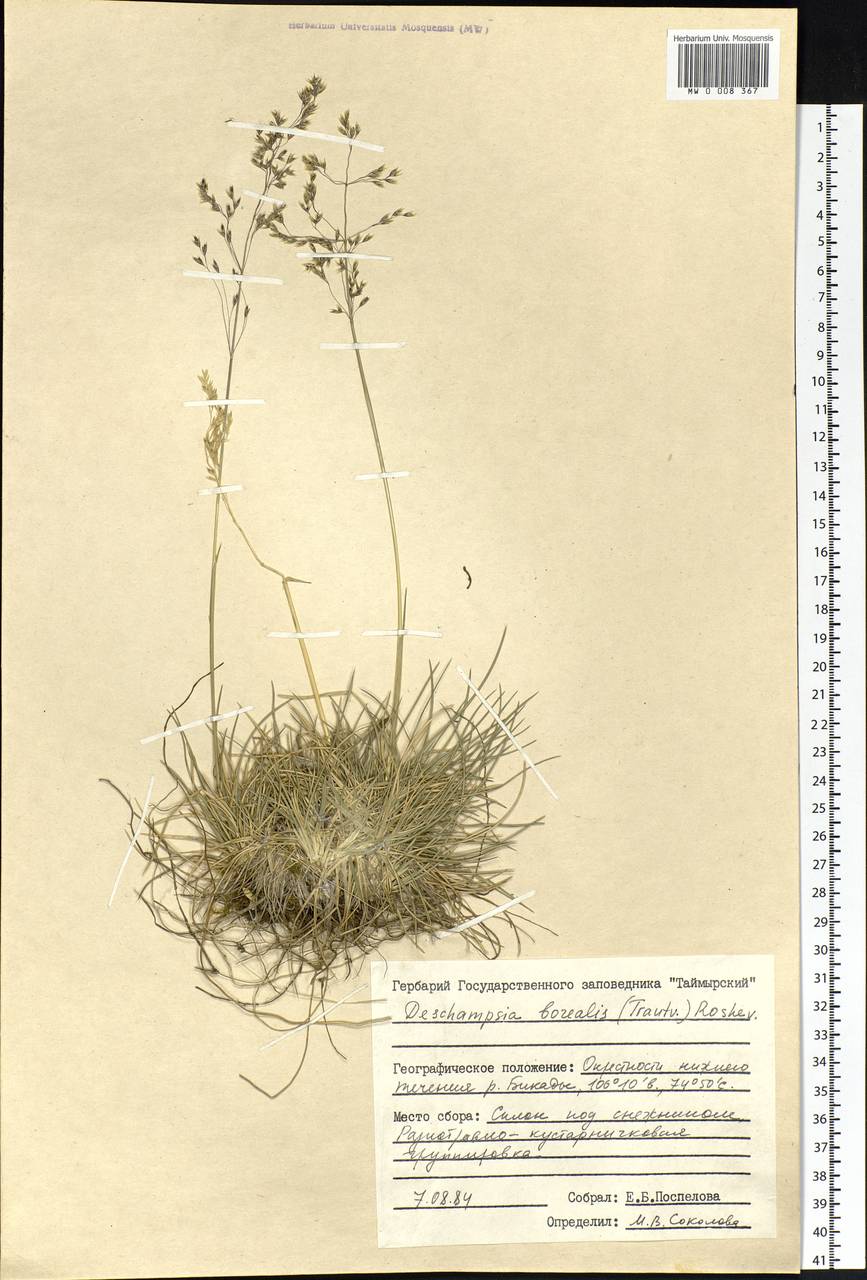 Deschampsia cespitosa subsp. cespitosa, Siberia, Central Siberia (S3) (Russia)