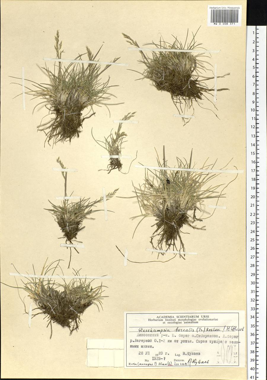 Deschampsia cespitosa subsp. cespitosa, Siberia, Central Siberia (S3) (Russia)