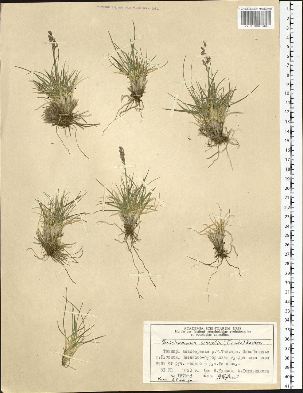 Deschampsia cespitosa subsp. cespitosa, Siberia, Central Siberia (S3) (Russia)