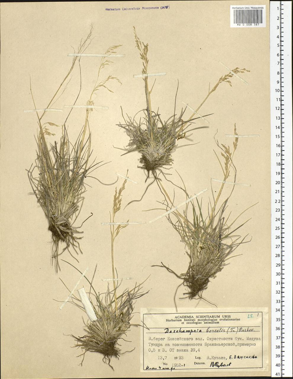 Deschampsia cespitosa subsp. cespitosa, Siberia, Central Siberia (S3) (Russia)