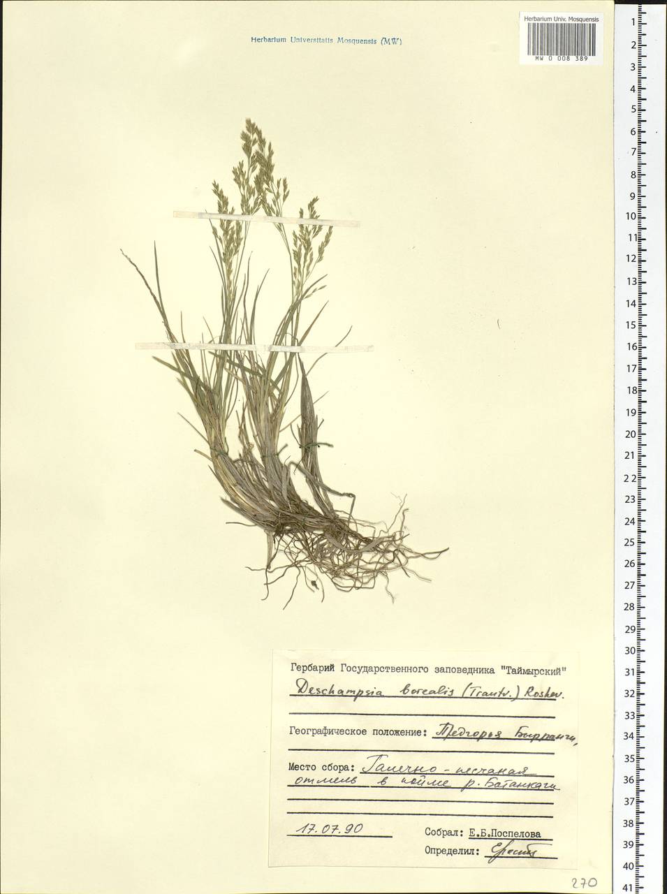 Deschampsia cespitosa subsp. cespitosa, Siberia, Central Siberia (S3) (Russia)