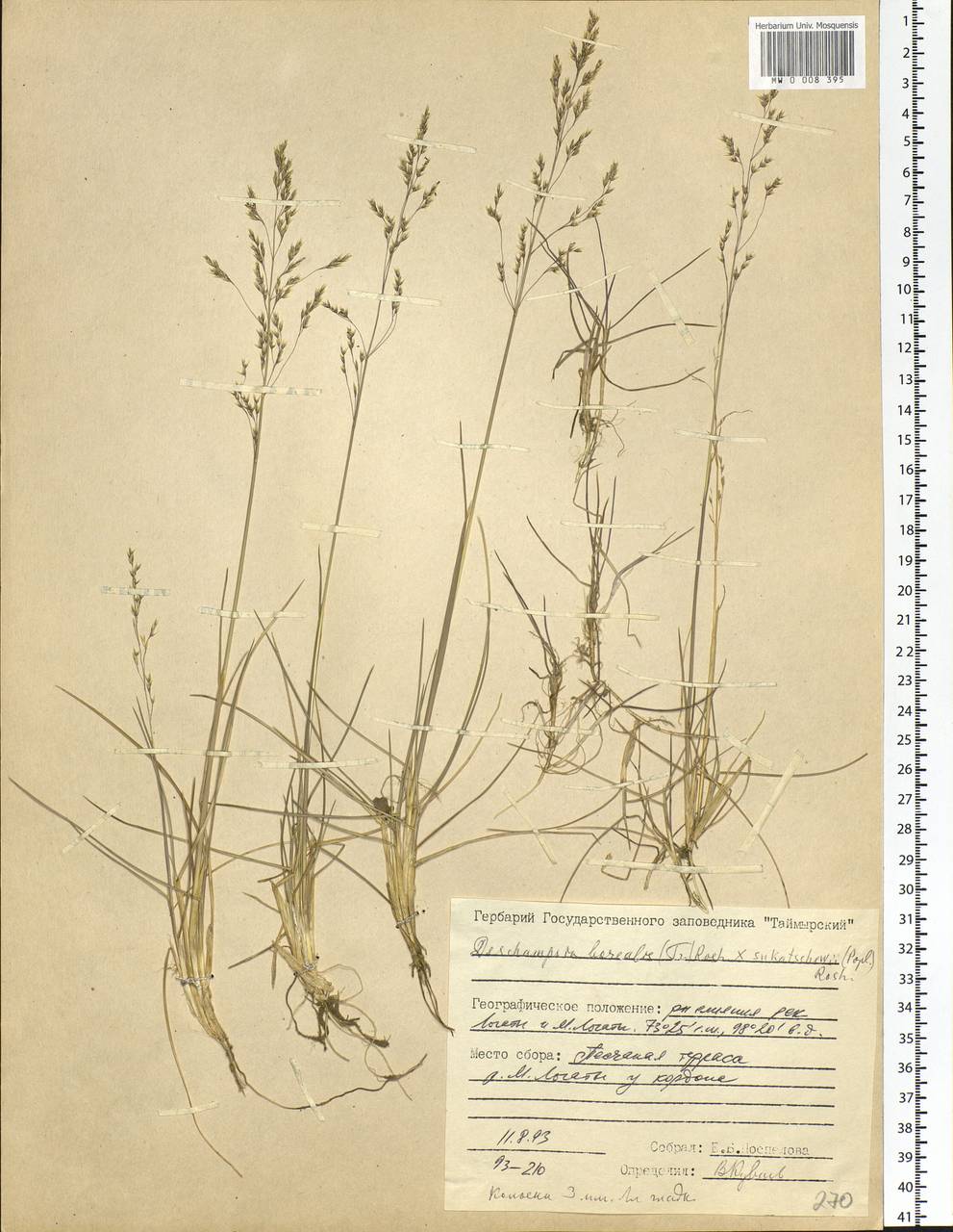 Deschampsia cespitosa subsp. cespitosa, Siberia, Central Siberia (S3) (Russia)