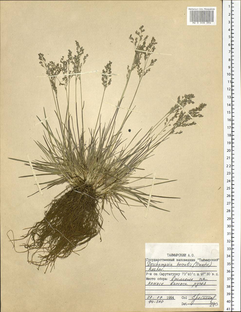 Deschampsia cespitosa subsp. cespitosa, Siberia, Central Siberia (S3) (Russia)