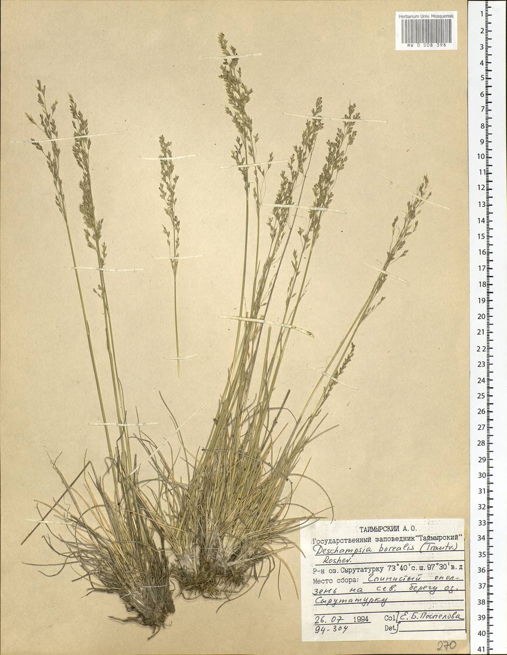 Deschampsia cespitosa subsp. cespitosa, Siberia, Central Siberia (S3) (Russia)