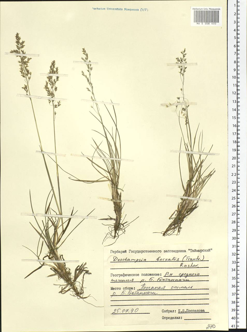 Deschampsia cespitosa subsp. cespitosa, Siberia, Central Siberia (S3) (Russia)