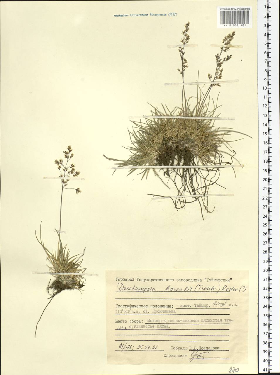 Deschampsia cespitosa subsp. cespitosa, Siberia, Central Siberia (S3) (Russia)
