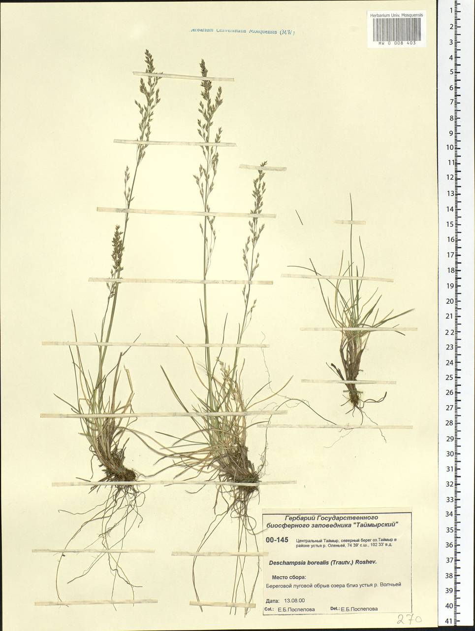 Deschampsia cespitosa subsp. cespitosa, Siberia, Central Siberia (S3) (Russia)