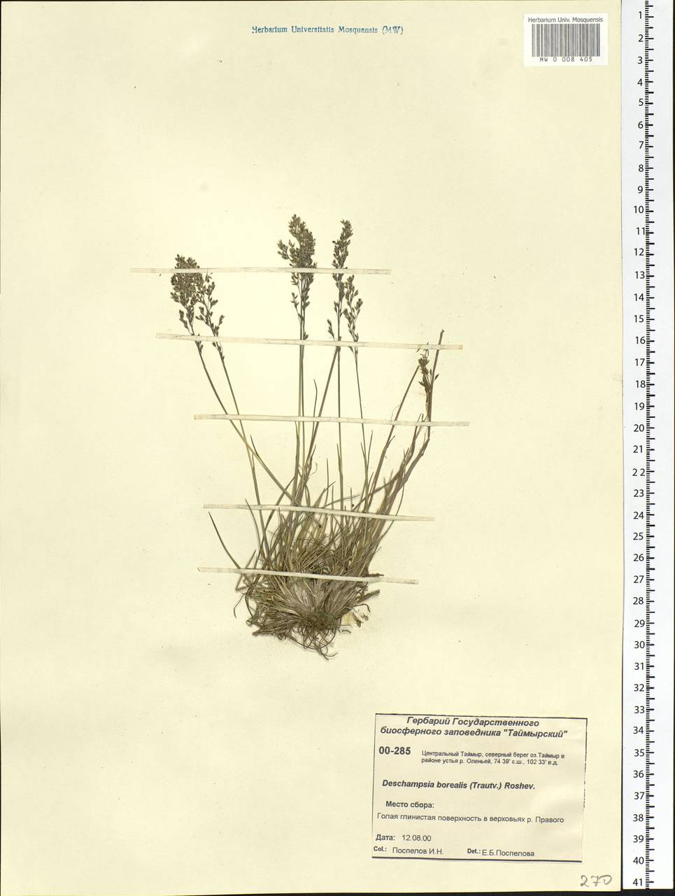 Deschampsia cespitosa subsp. cespitosa, Siberia, Central Siberia (S3) (Russia)