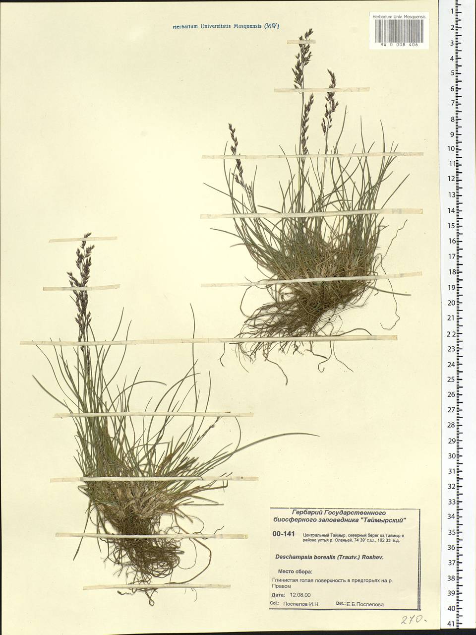 Deschampsia cespitosa subsp. cespitosa, Siberia, Central Siberia (S3) (Russia)