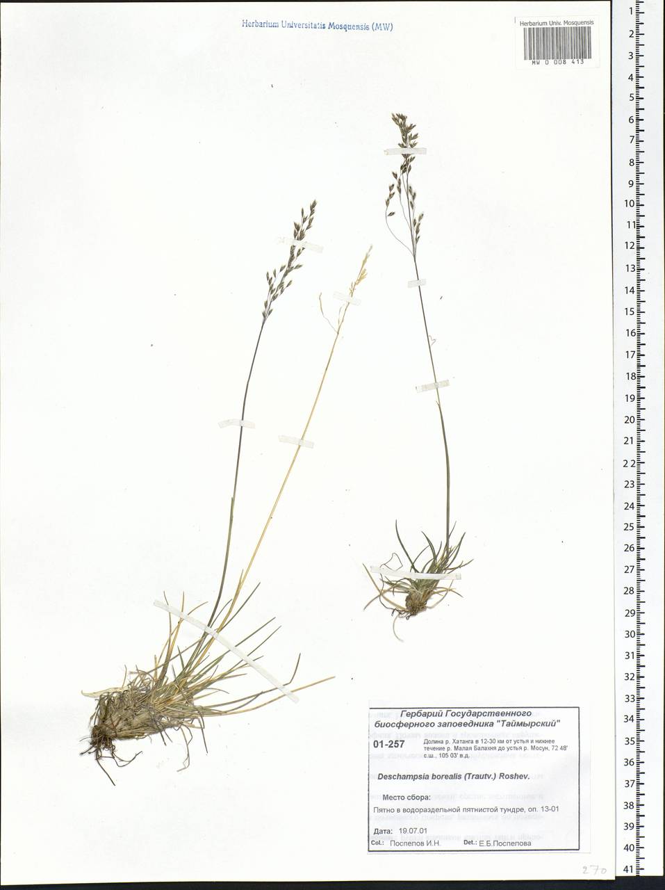 Deschampsia cespitosa subsp. cespitosa, Siberia, Central Siberia (S3) (Russia)