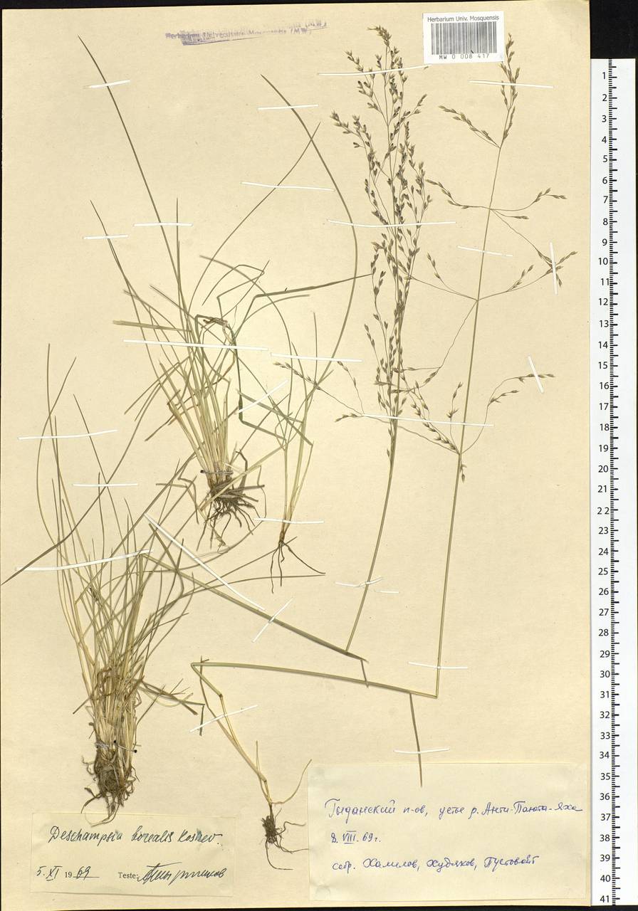 Deschampsia cespitosa subsp. cespitosa, Siberia, Western Siberia (S1) (Russia)