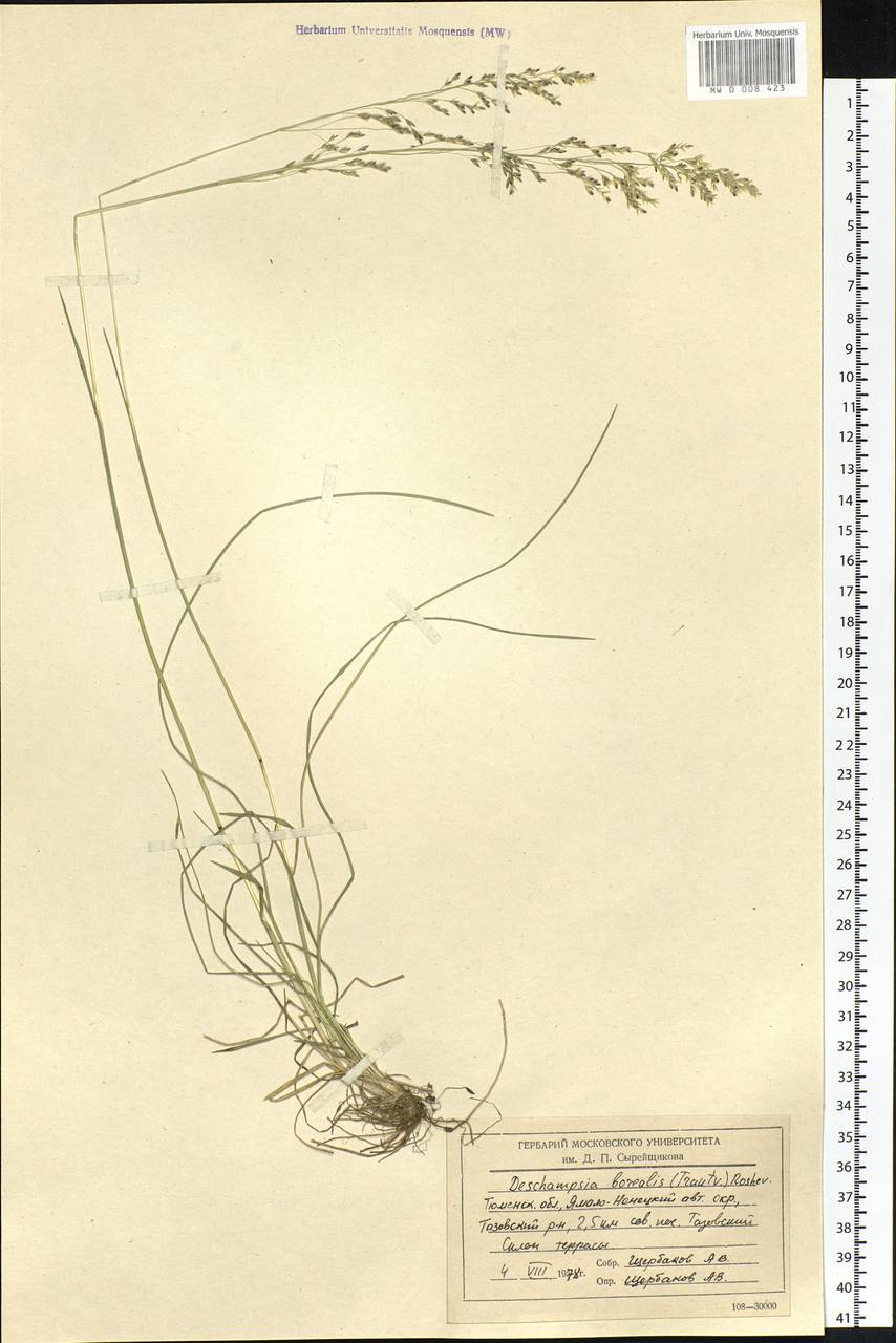 Deschampsia cespitosa subsp. cespitosa, Siberia, Western Siberia (S1) (Russia)