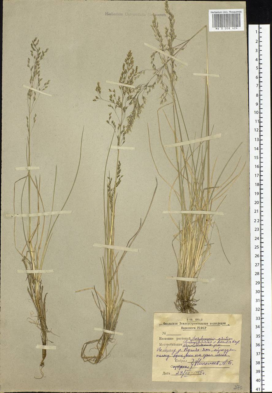 Deschampsia cespitosa subsp. cespitosa, Siberia, Western Siberia (S1) (Russia)