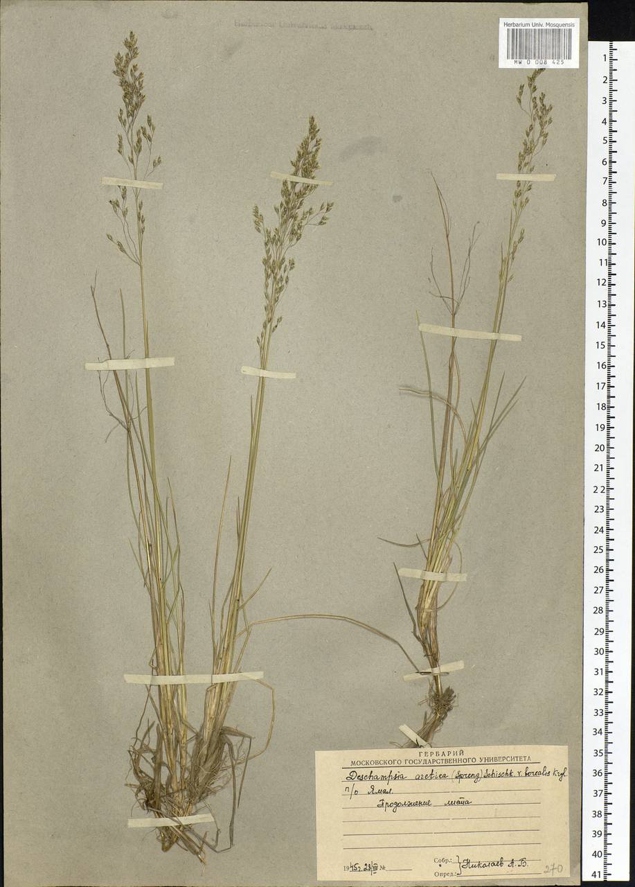 Deschampsia cespitosa subsp. cespitosa, Siberia, Western Siberia (S1) (Russia)