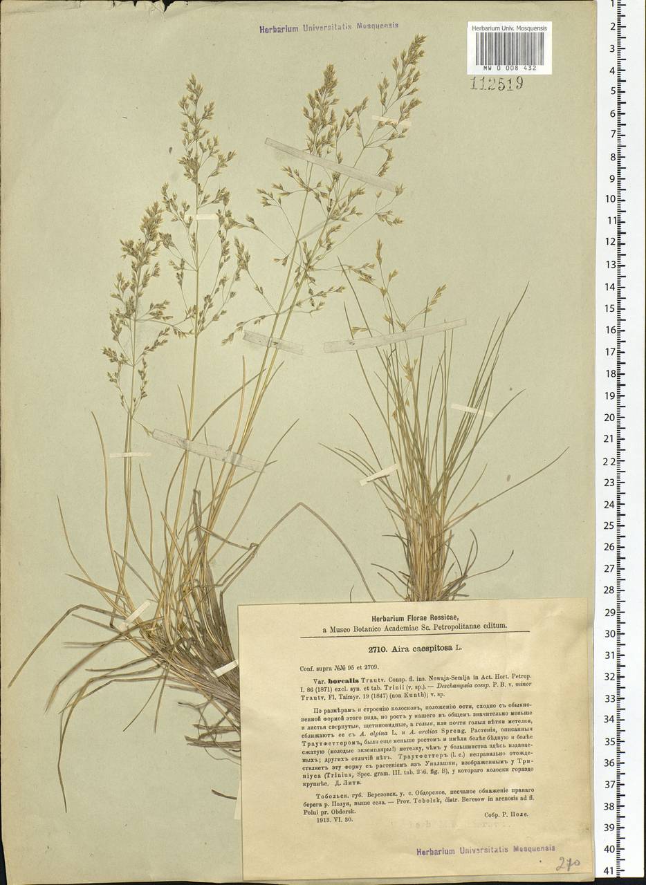 Deschampsia cespitosa subsp. cespitosa, Siberia, Western Siberia (S1) (Russia)