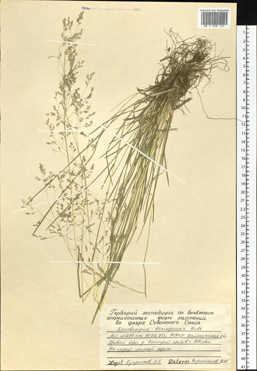 Deschampsia cespitosa subsp. cespitosa, Siberia, Chukotka & Kamchatka (S7) (Russia)