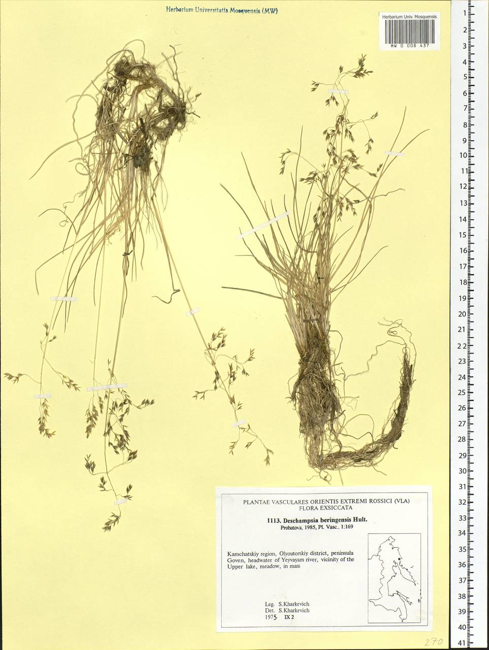 Deschampsia cespitosa subsp. cespitosa, Siberia, Chukotka & Kamchatka (S7) (Russia)