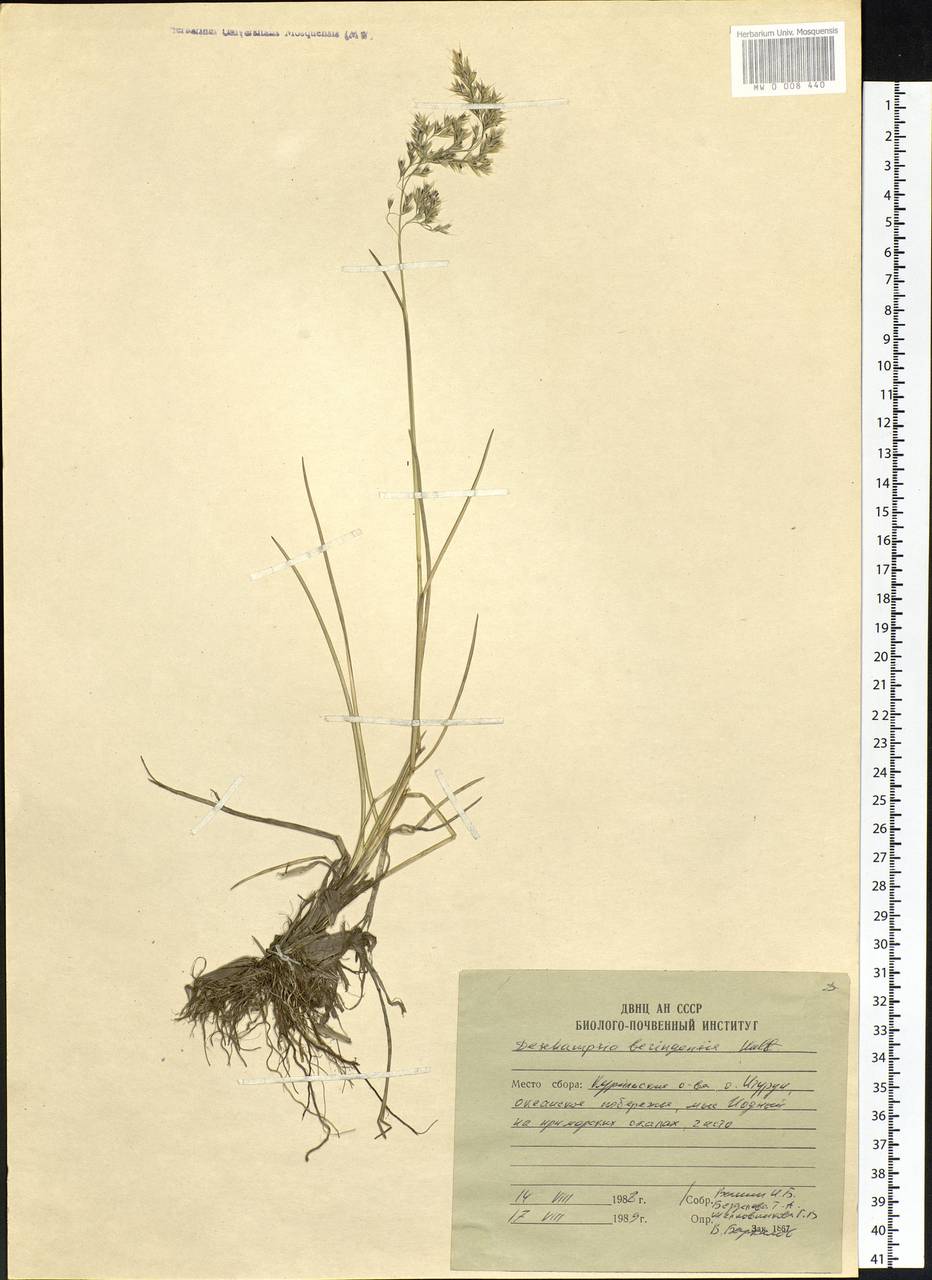 Deschampsia cespitosa subsp. cespitosa, Siberia, Russian Far East (S6) (Russia)