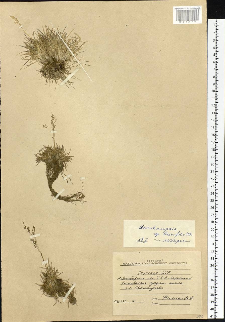 Deschampsia cespitosa subsp. septentrionalis Chiapella, Siberia, Yakutia (S5) (Russia)