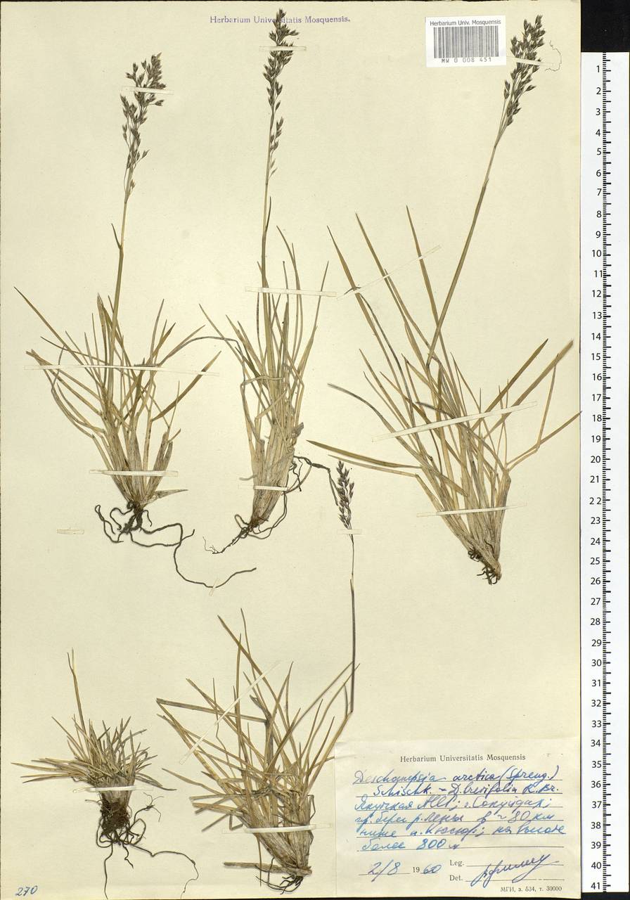 Deschampsia cespitosa subsp. septentrionalis Chiapella, Siberia, Yakutia (S5) (Russia)